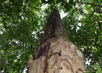 Brasil: Descoberta espécie de árvore gigante na Mata Atlântica