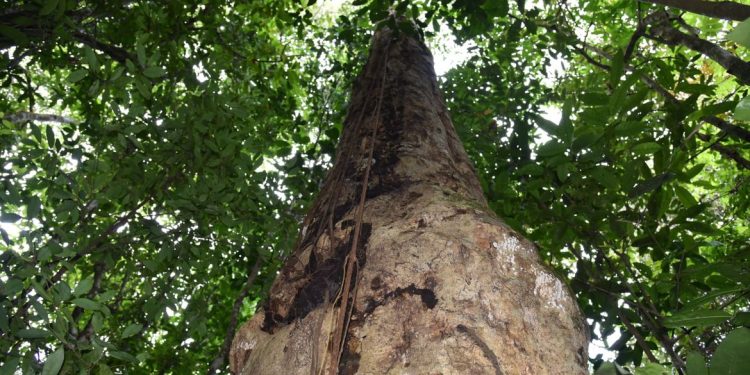 Brasil: Descoberta espécie de árvore gigante na Mata Atlântica