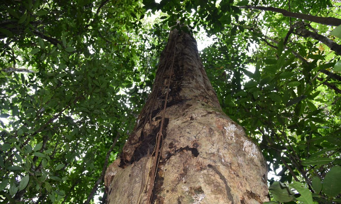 Brasil Descoberta espécie de árvore gigante na Mata Atlântica