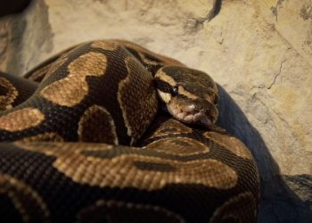 Mundo: Mulher desaparecida na Indonésia é encontrada dentro de cobra de 7 metros