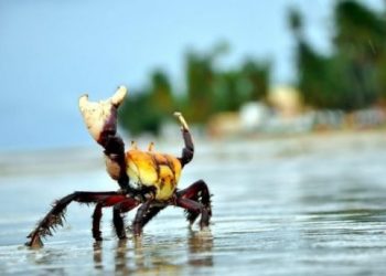 Anchieta:  Período de defeso das fêmeas do caranguejo-uçá vai de 1º a 31 de dezembro