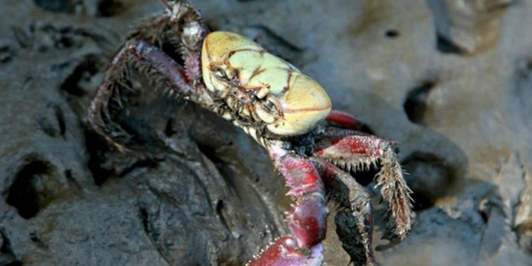 Anchieta: Prefeitura abre recadastramento de catadores de caranguejo