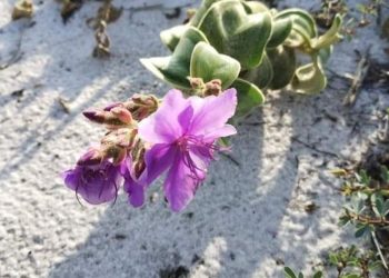 Brasil: Espécie de planta rara volta para ambiente de origem em Cabo Frio