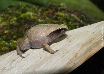 Estado: Espírito Santo atualiza lista de espécies ameaçadas de extinção