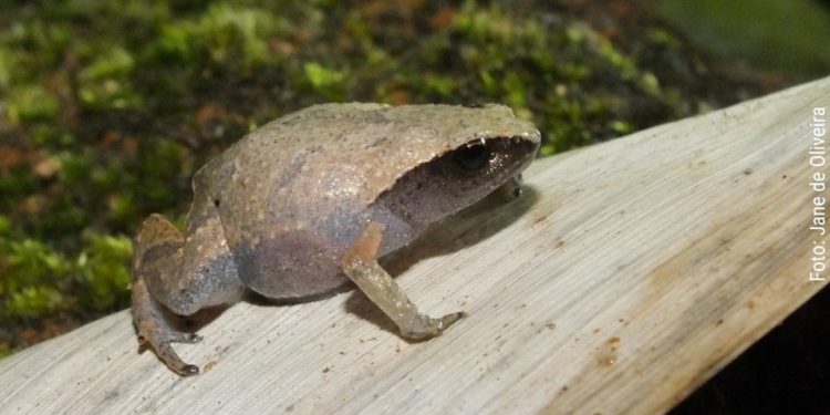 Estado: Espírito Santo atualiza lista de espécies ameaçadas de extinção