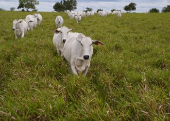 Mundo: Capim que mais sequestra carbono pode revolucionar a pecuária