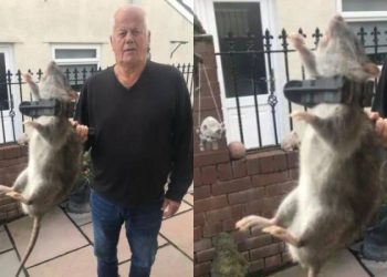 Mundo: Rato gigante com tamanho de um bebê humano é capturado dentro de uma casa