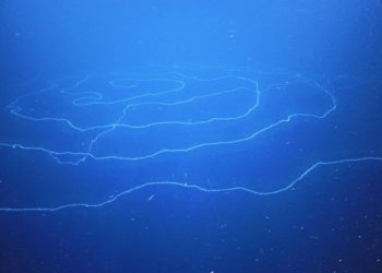 Mundo: Descoberto animal mais comprido do mundo na costa da Austrália