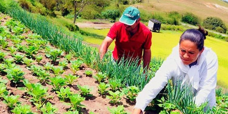 Anchieta: Merenda escolar pode contar com produtos da Agricultura Familiar