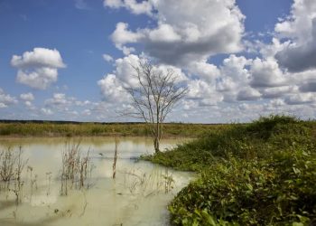 Mundo: Sete ações para combater a contaminação ambiental
