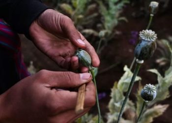 Mundo: Produção de ópio em Mianmar atinge o pico em nove anos