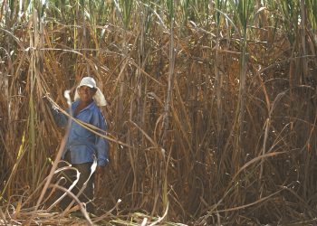 Kennedy: Agricultura abre cadastro de interessados no plantio de cana-de-açúcar