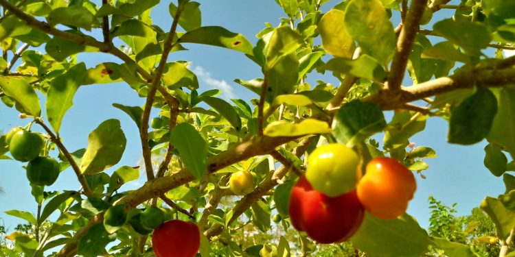 Kennedy: Prefeitura distribui mudas frutíferas do Projeto Pomar Urbano e Rural
