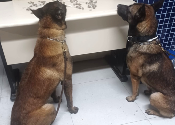 Polícia: PM/ES apreende arma de fogo e drogas em Vila Velha