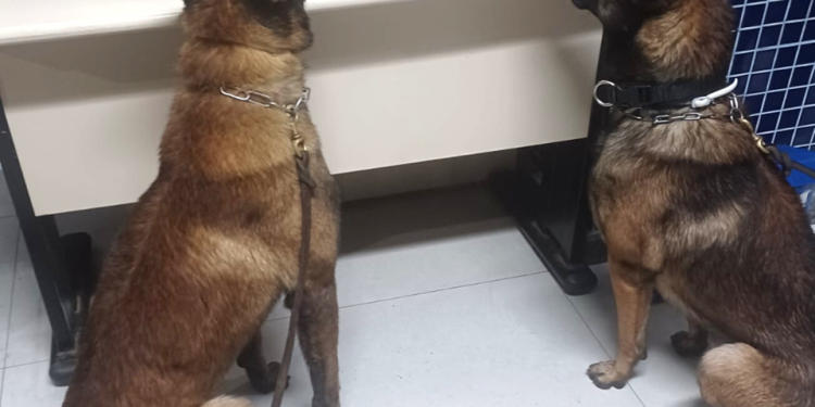 Polícia: PM/ES apreende arma de fogo e drogas em Vila Velha