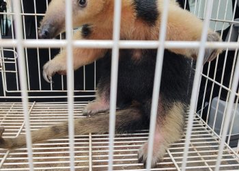 Piúma: Tamanduá-mirim é resgatado e área urbana