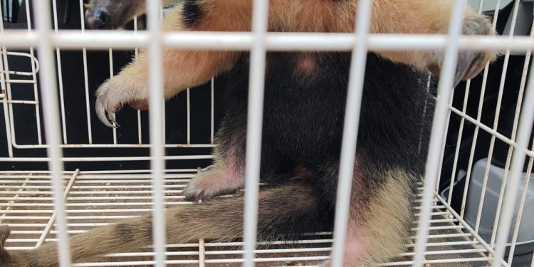 Piúma: Tamanduá-mirim é resgatado e área urbana