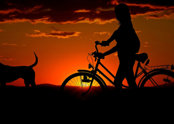 Turismo: Dicas e opções para viajar com seu pet