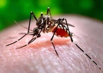Anchieta: Cuidados redobrados contra o Aedes aegypti após chuvas