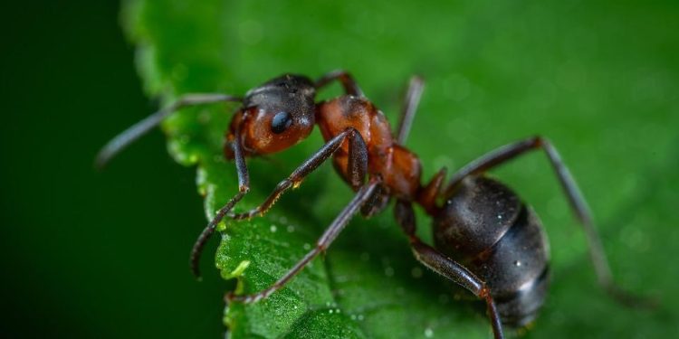 Brasil: Estudo com formigas na diversidade amazônica revela efeitos do pasto
