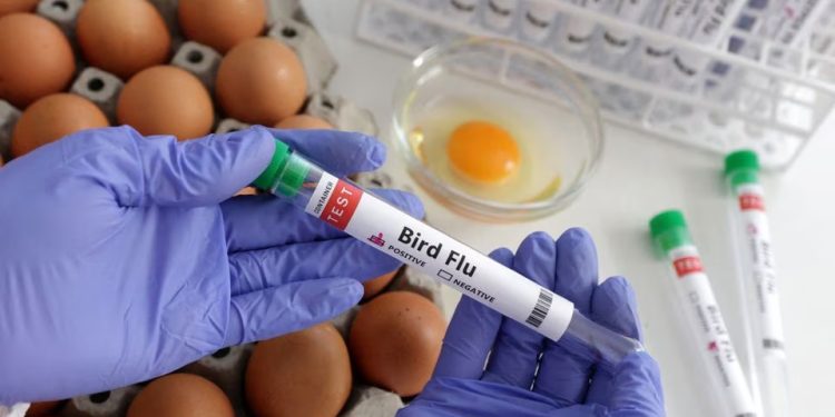 Mundo: Gripe aviária se espalha para novos países