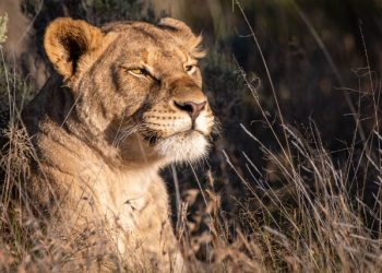 Mundo: Projeto de reflorestamento devolve o habitat de leões e guepardos na África do Sul