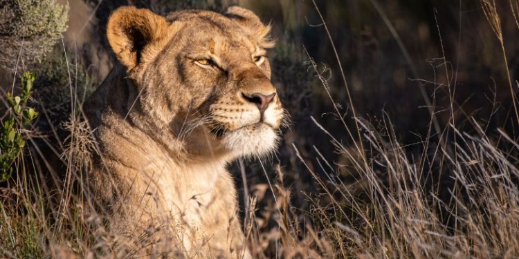 Mundo: Projeto de reflorestamento devolve o habitat de leões e guepardos na África do Sul