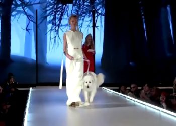 Mundo: Cães arrasam na passarela da Semana de Moda de Nova York