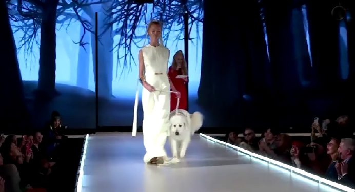 Mundo: Cães arrasam na passarela da Semana de Moda de Nova York