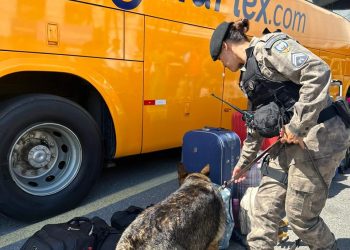 Polícia: Batalhão de Ações com Cães faz operação de fiscalização nos terminais de ônibus interestaduais