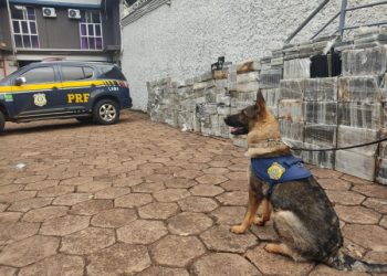 Brasil: PRF faz a apreensão histórica de cocaína