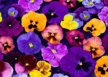 Mundo: Flores que as abelhas não podem usar