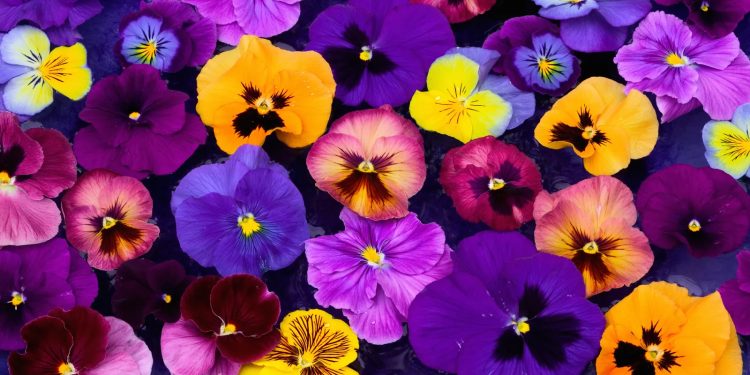 Mundo: Flores que as abelhas não podem usar