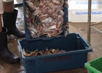 Piúma: Vísceras de pescado viram ração animal