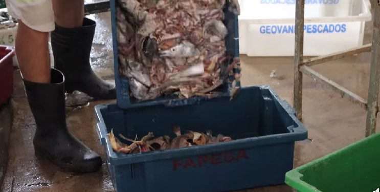 Piúma: Vísceras de pescado viram ração animal