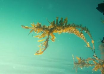 Mundo: No futuro poderemos ter voos movidos a algas