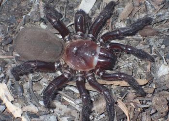 Mundo: Aranha alçapão é uma nova espécie gigante encontrada na Austrália