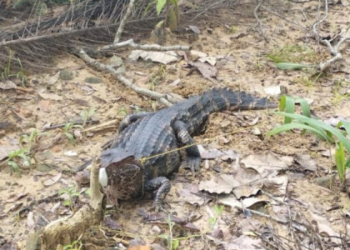 Brasil: Polícia resgata jacaré dentro de escola pública no Pará