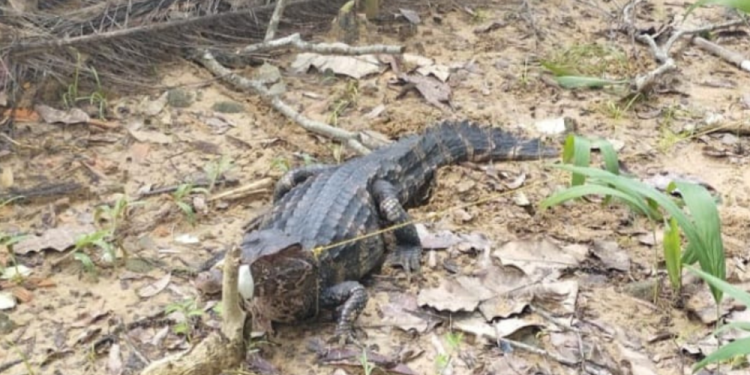 Brasil: Polícia resgata jacaré dentro de escola pública no Pará