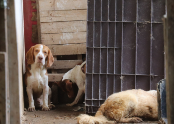 Brasil: Mais de 60 cachorros são encontrados com sinais de maus-tratos em cativeiro ilegal