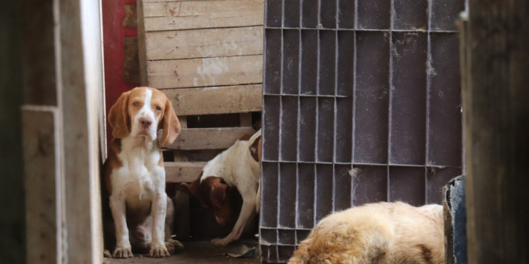 Brasil: Mais de 60 cachorros são encontrados com sinais de maus-tratos em cativeiro ilegal