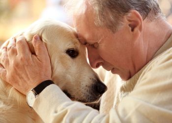 Especial: Cuidados importantes com os cães idosos