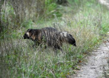 Mundo: Cão-guaxinim pode ser a origem da Covid-19