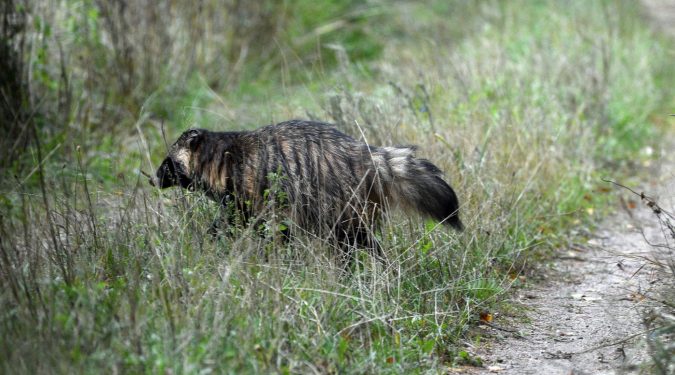 Mundo: Cão-guaxinim pode ser a origem da Covid-19