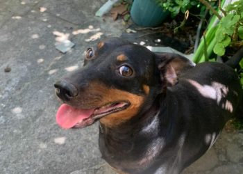 Guarapari: Rifa arrecada verba para alimentar cachorros resgatados