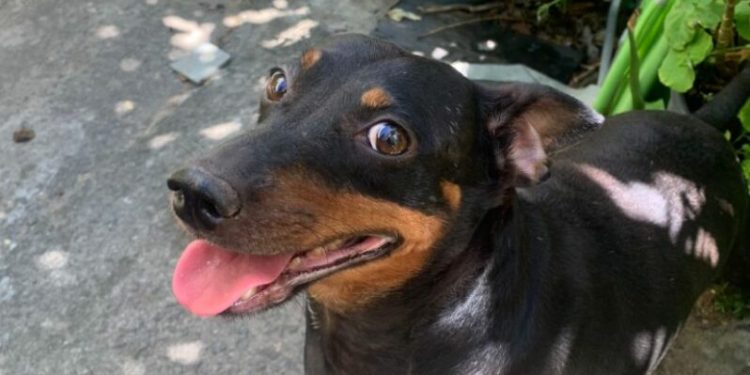 Guarapari: Rifa arrecada verba para alimentar cachorros resgatados