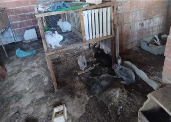 Itapemirim: Fiscalização flagra situação de maus tratos animais