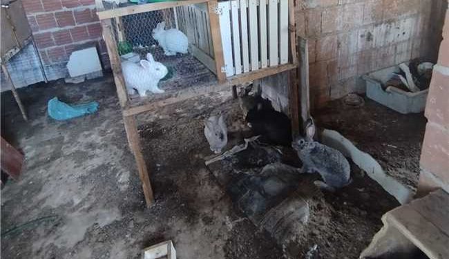 Itapemirim: Fiscalização flagra situação de maus tratos animais