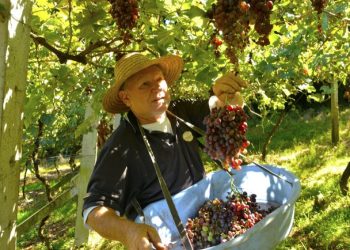 Turismo: Outono é época de conhecer as deliciosas frutas brasileiras
