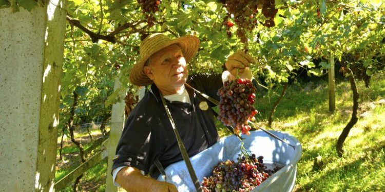Turismo: Outono é época de conhecer as deliciosas frutas brasileiras